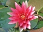Preview: Nymphaea Attraction  rote Seerose